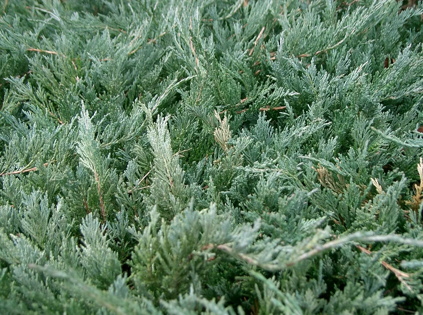 Japanese Garden Juniper (Juniperus Procumbens) — with a textured appearance enhanced by its sprawling branches