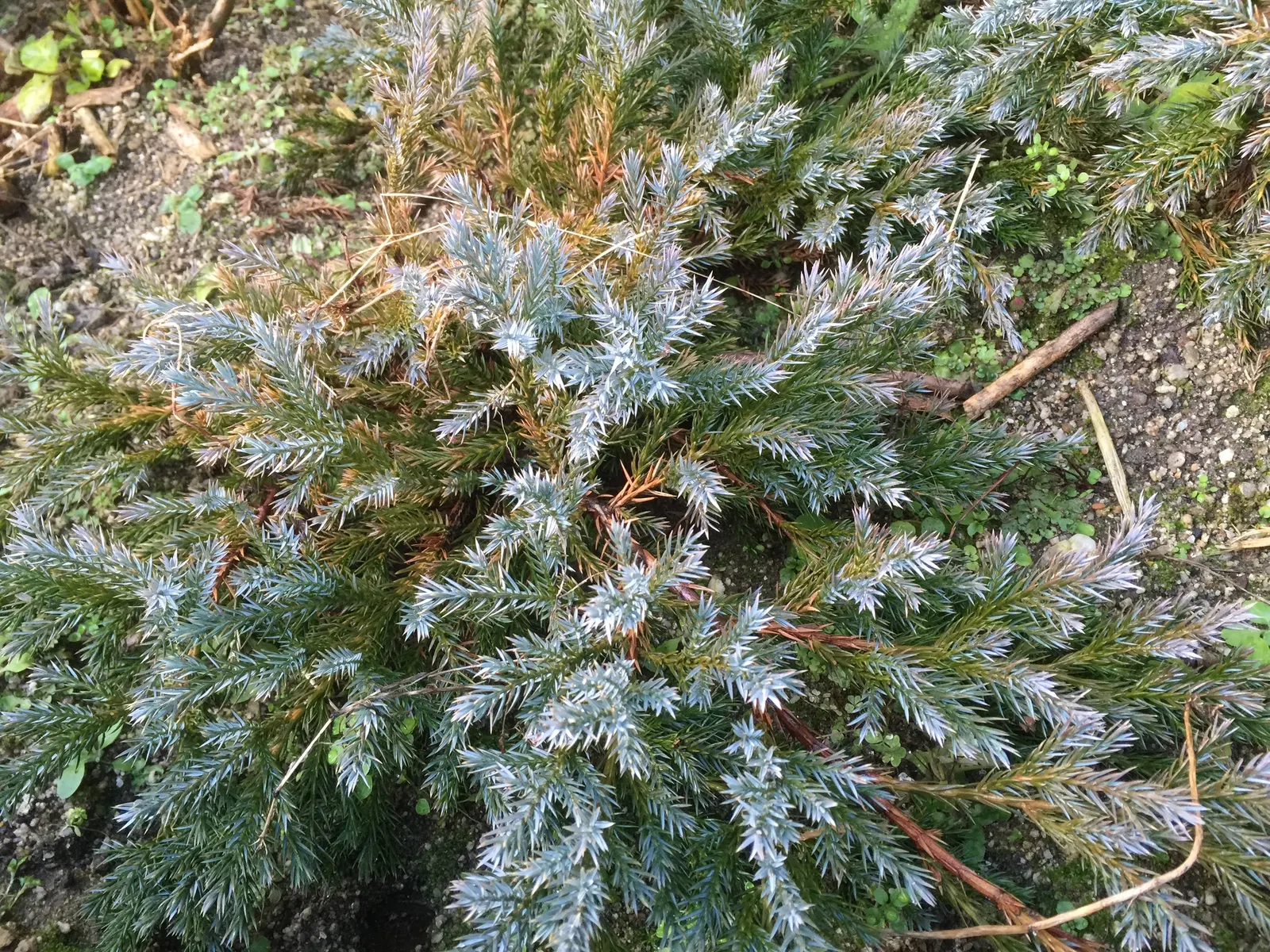 Japanese Garden Juniper (Juniperus Procumbens) — This versatile species adapts well to a range of soil types