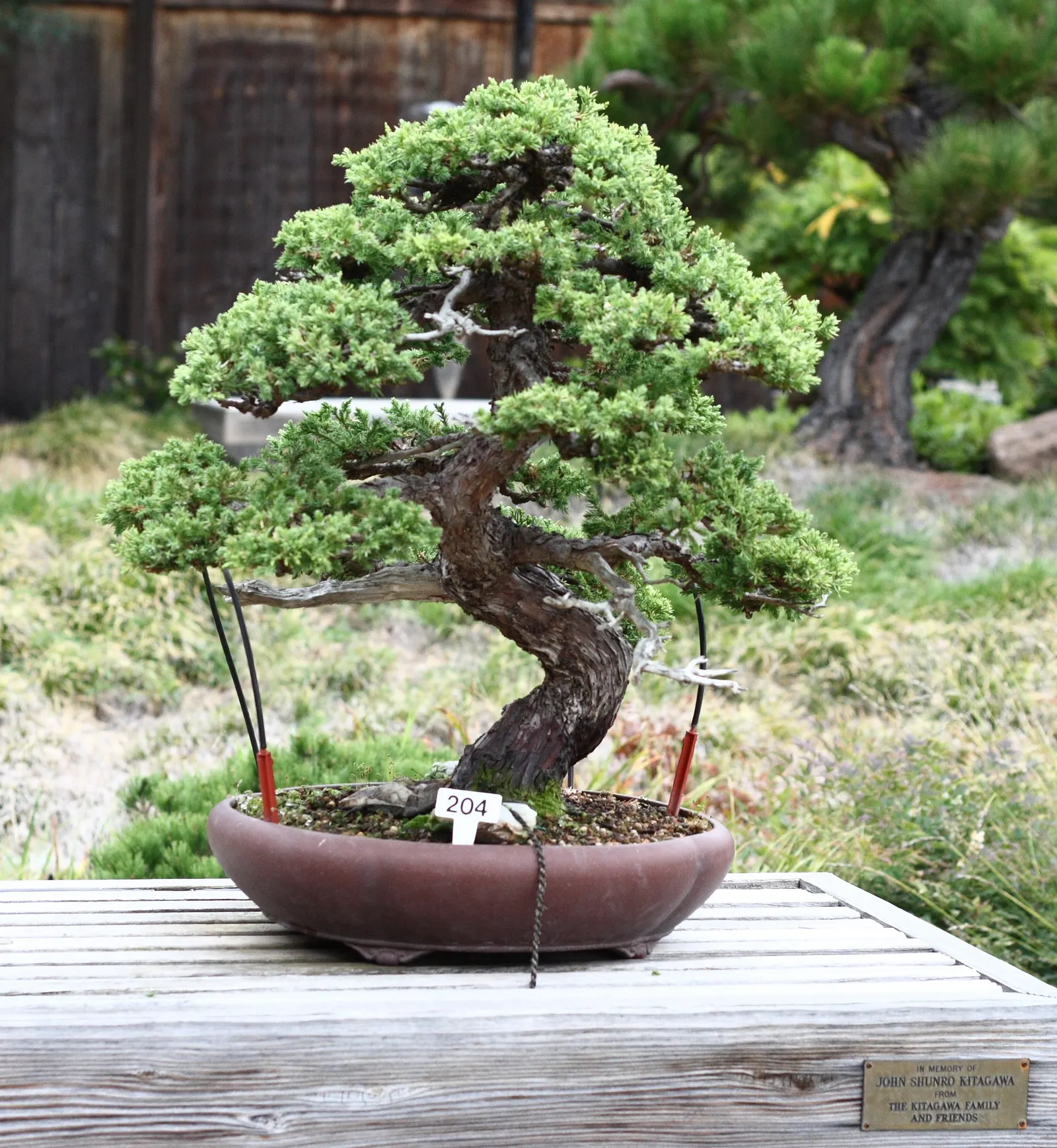 Japanese Garden Juniper (Juniperus Procumbens) — The Japanese Garden Juniper (Juniperus procumbens) is a low-growing