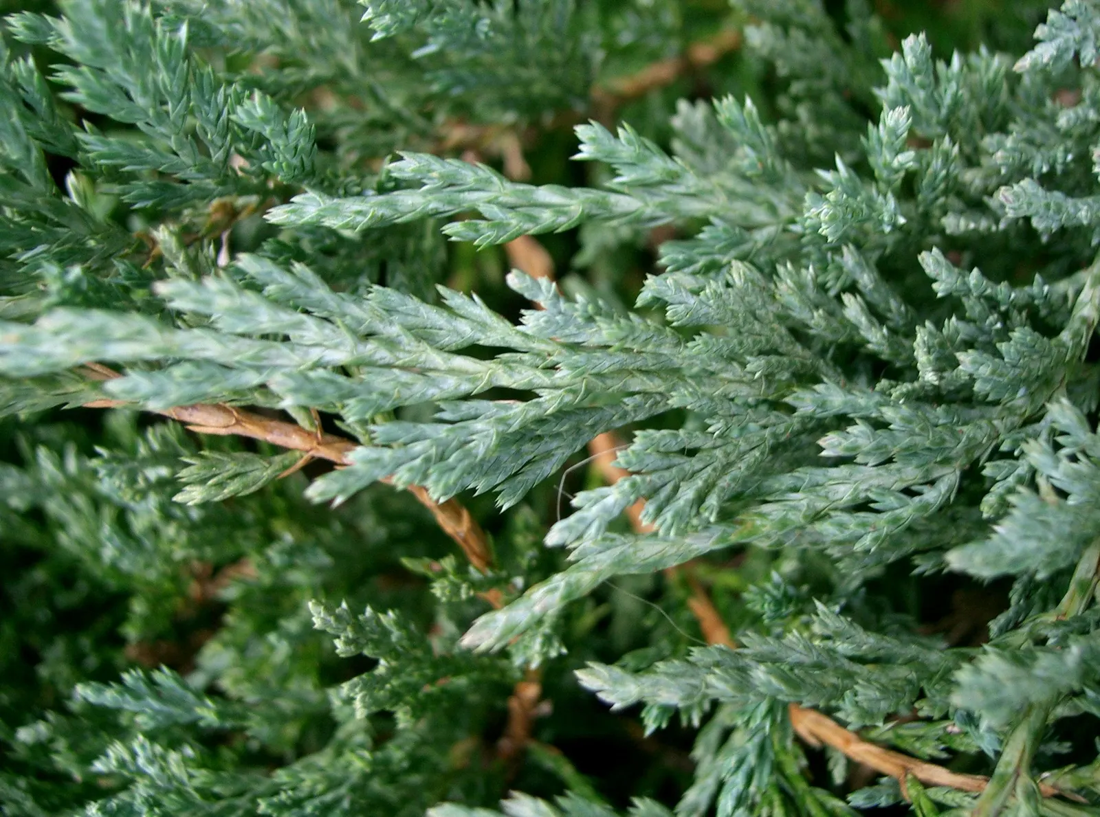Japanese Garden Juniper (Juniperus Procumbens) — Drought-tolerant once established