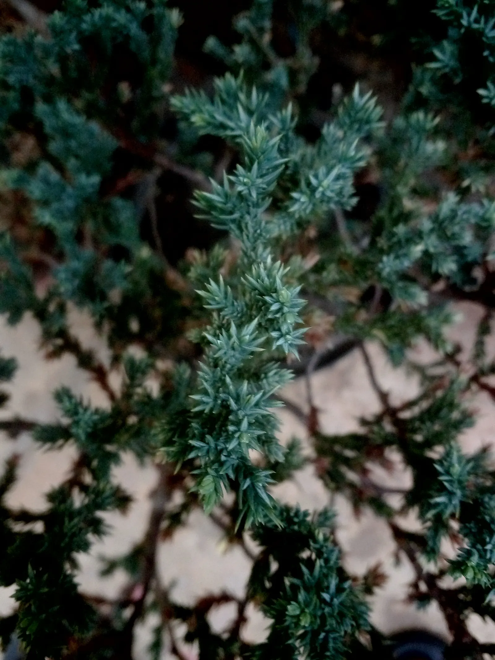 Japanese Garden Juniper (Juniperus Procumbens) — evergreen conifer perfect for ground cover