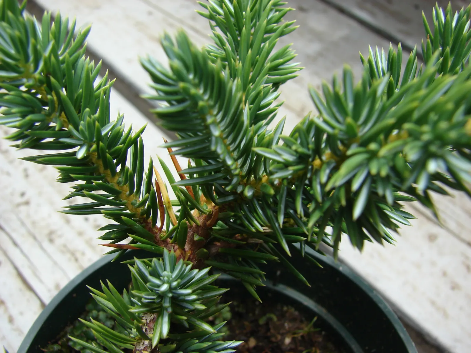 Japanese Garden Juniper (Juniperus Procumbens) — scientifically known as Juniperus procumbens