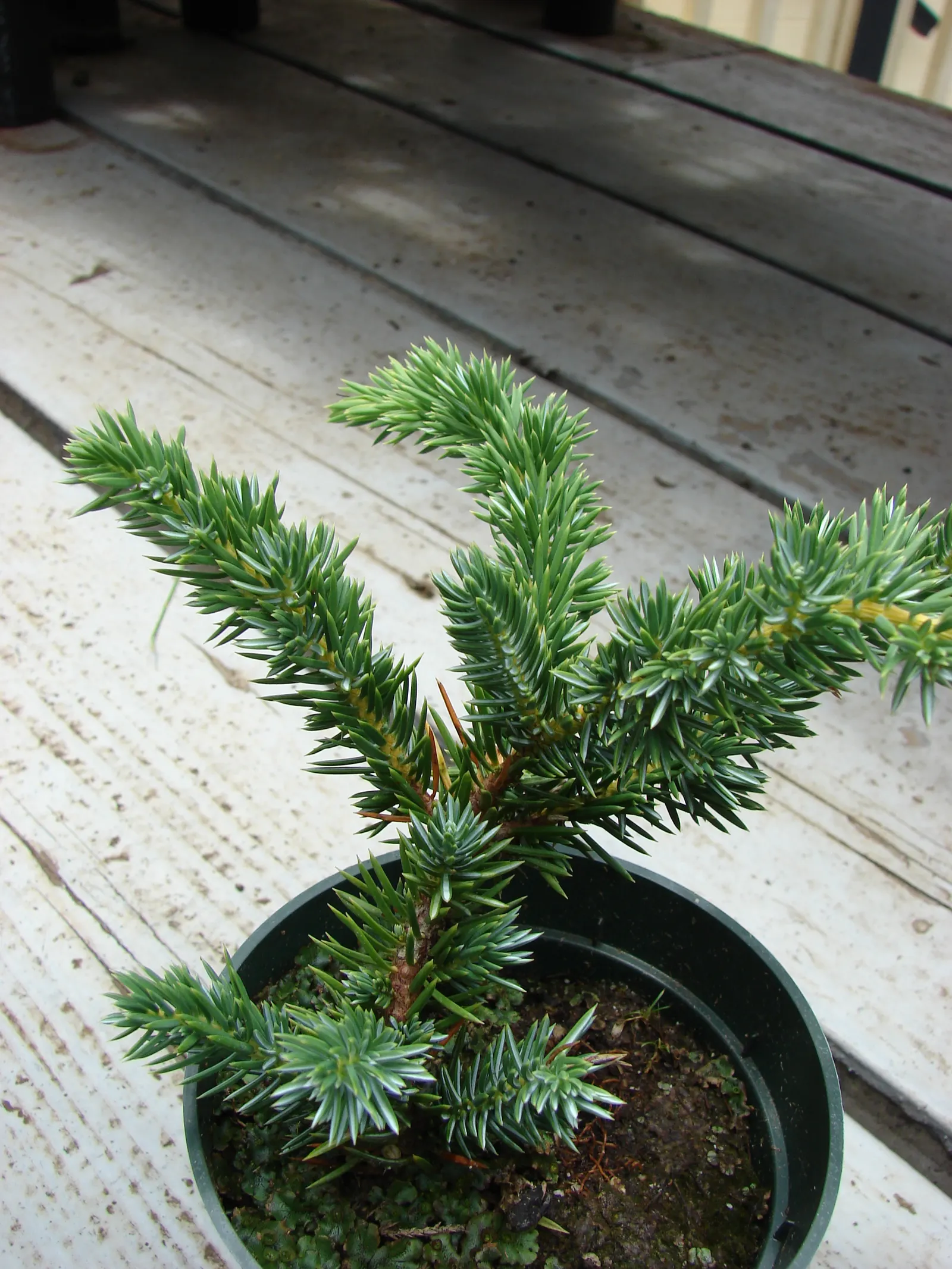 Japanese Garden Juniper (Juniperus Procumbens) — making it an ideal choice for rock gardens and cascading over walls