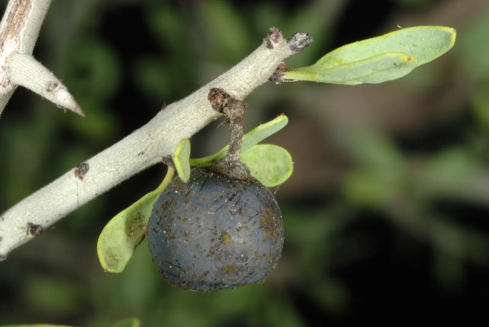 Graythorn (Ziziphus Obtusifolia) — is a resilient shrub native to the southwestern United States and parts of Mexico
