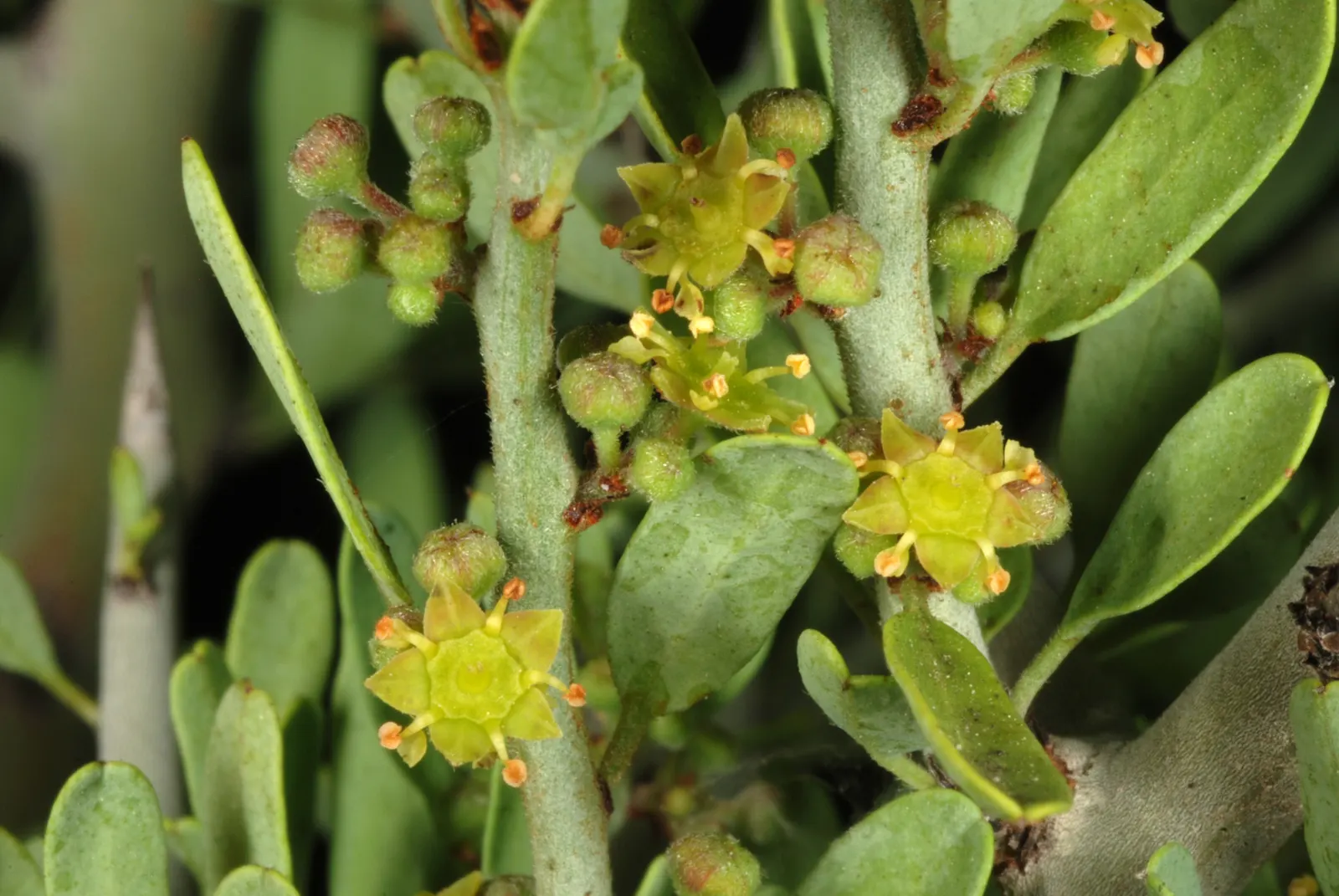 Graythorn (Ziziphus Obtusifolia) — due to its drought-tolerant nature and adaptability to a range of soil types