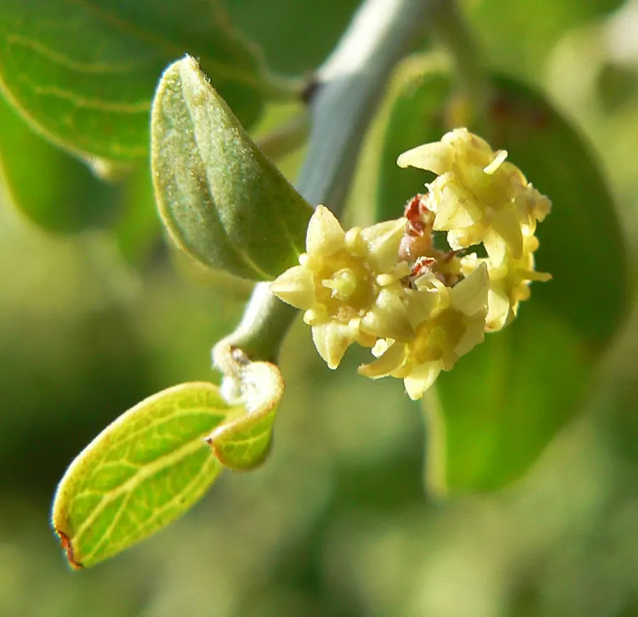 Graythorn (Ziziphus Obtusifolia) — making it an excellent low-maintenance choice for xeriscape designs