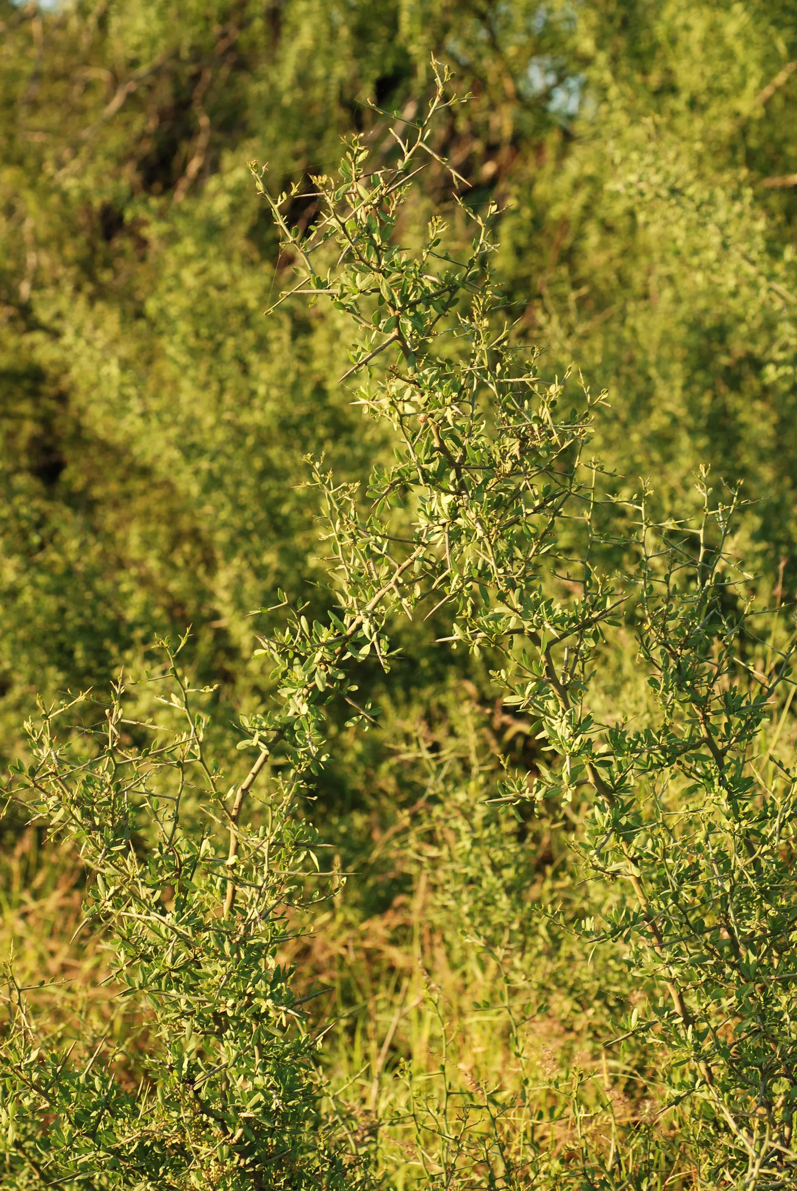 Graythorn (Ziziphus Obtusifolia) — Graythorn, or Ziziphus obtusifolia, is a resilient deciduous shrub native to southwestern U.S