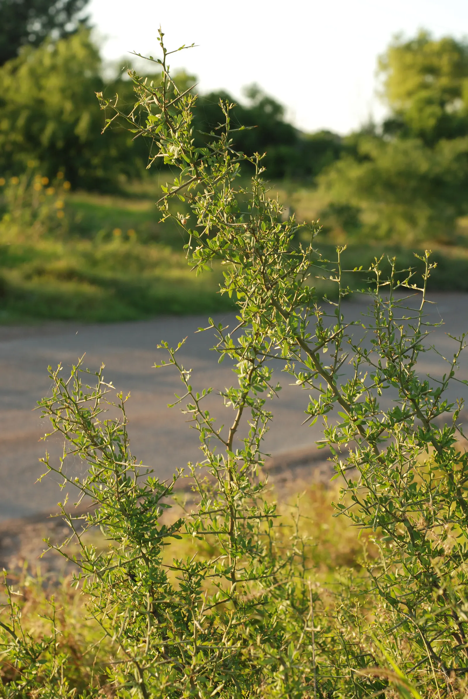 Graythorn (Ziziphus Obtusifolia) — This hardy species is an excellent choice for xeriscaping