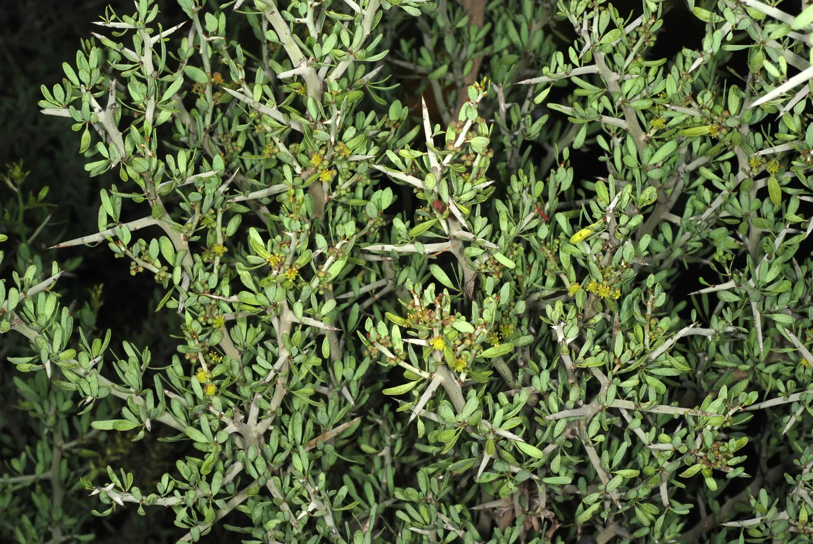 Graythorn (Ziziphus Obtusifolia) — leathery leaves that have a rich