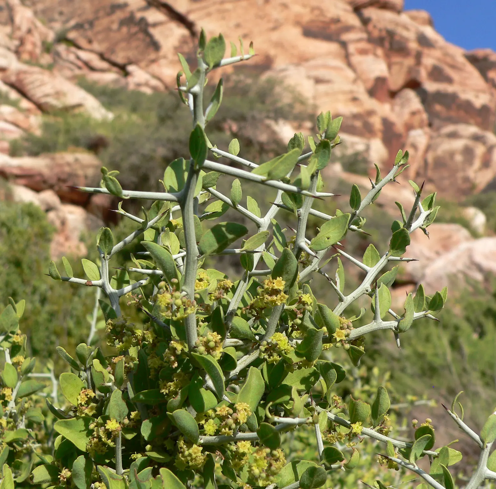 Graythorn (Ziziphus Obtusifolia) — routine pruning can help maintain its shape