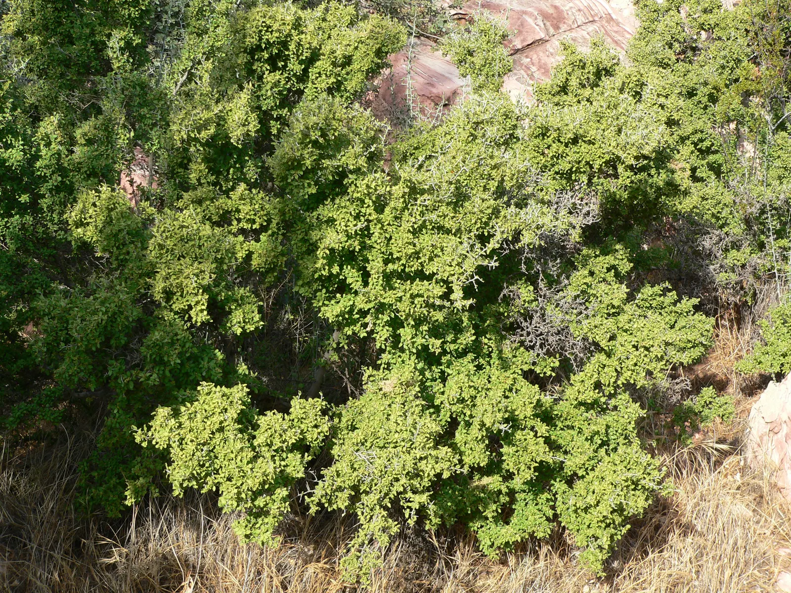 Graythorn (Ziziphus Obtusifolia) — It typically reaches 3-8 feet in height, with a similar spread, boasting small green leaves and sharp thorns