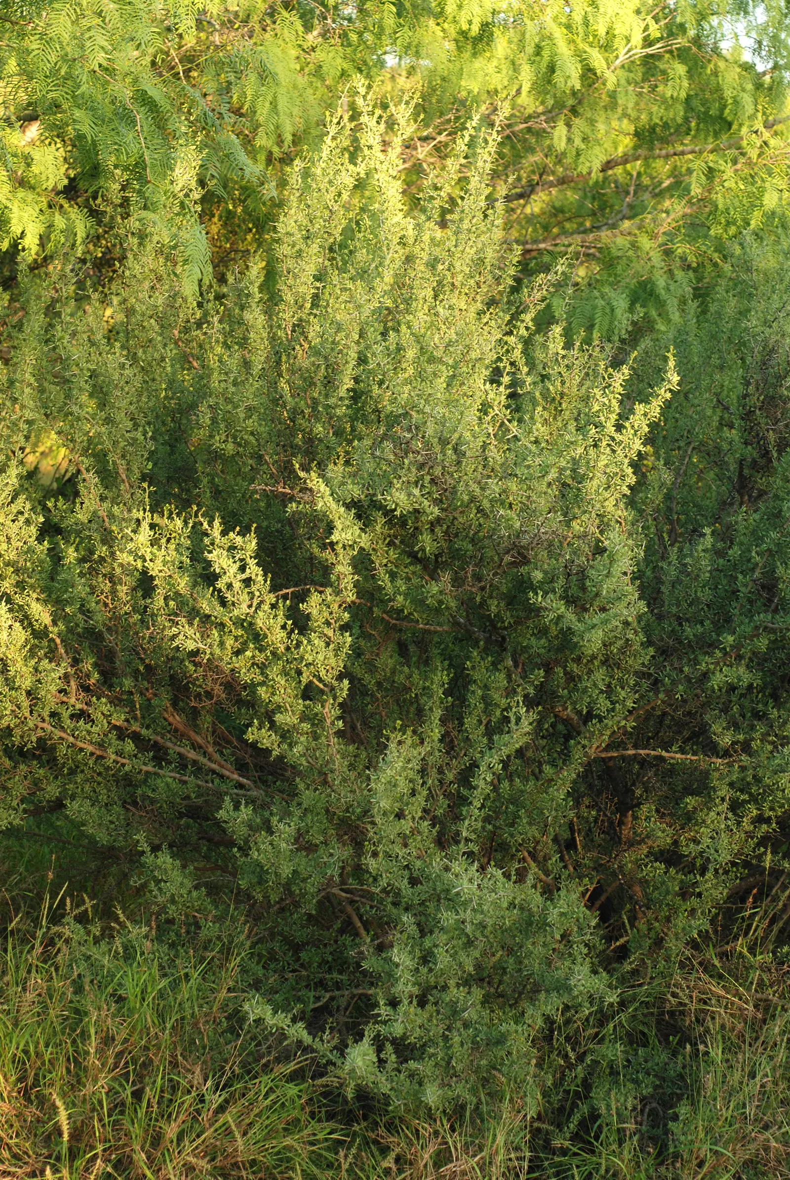 Graythorn (Ziziphus Obtusifolia) — from well-drained sandy loams to clay