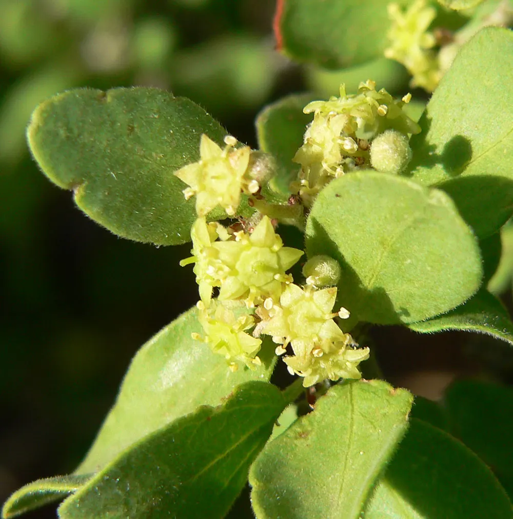 Graythorn (Ziziphus Obtusifolia) — white flowers in the garden