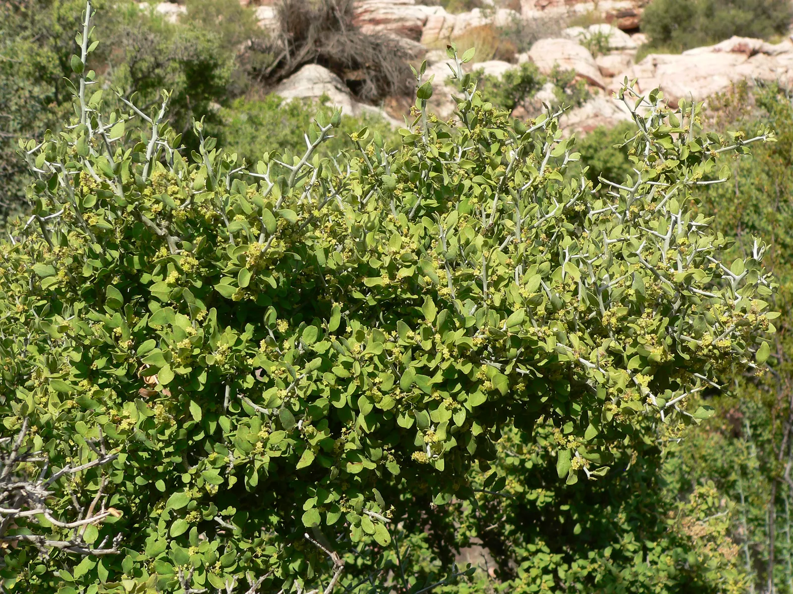 Graythorn (Ziziphus Obtusifolia) — It typically reaches a mature height of 3 to 8 feet