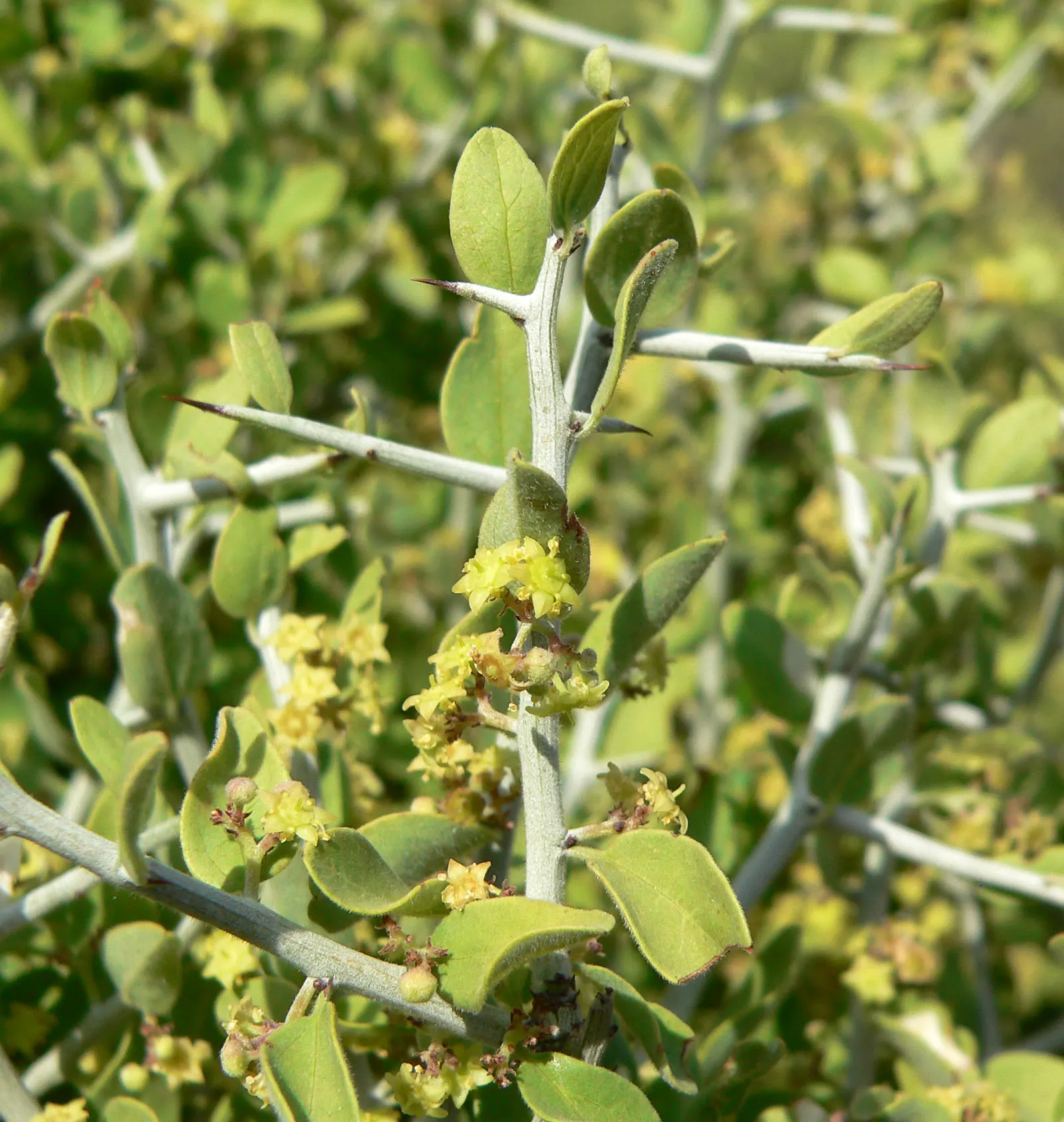 Graythorn (Ziziphus Obtusifolia) — and promote denser foliage to enhance its use as a privacy screen or a natural barrier in the landscape design
