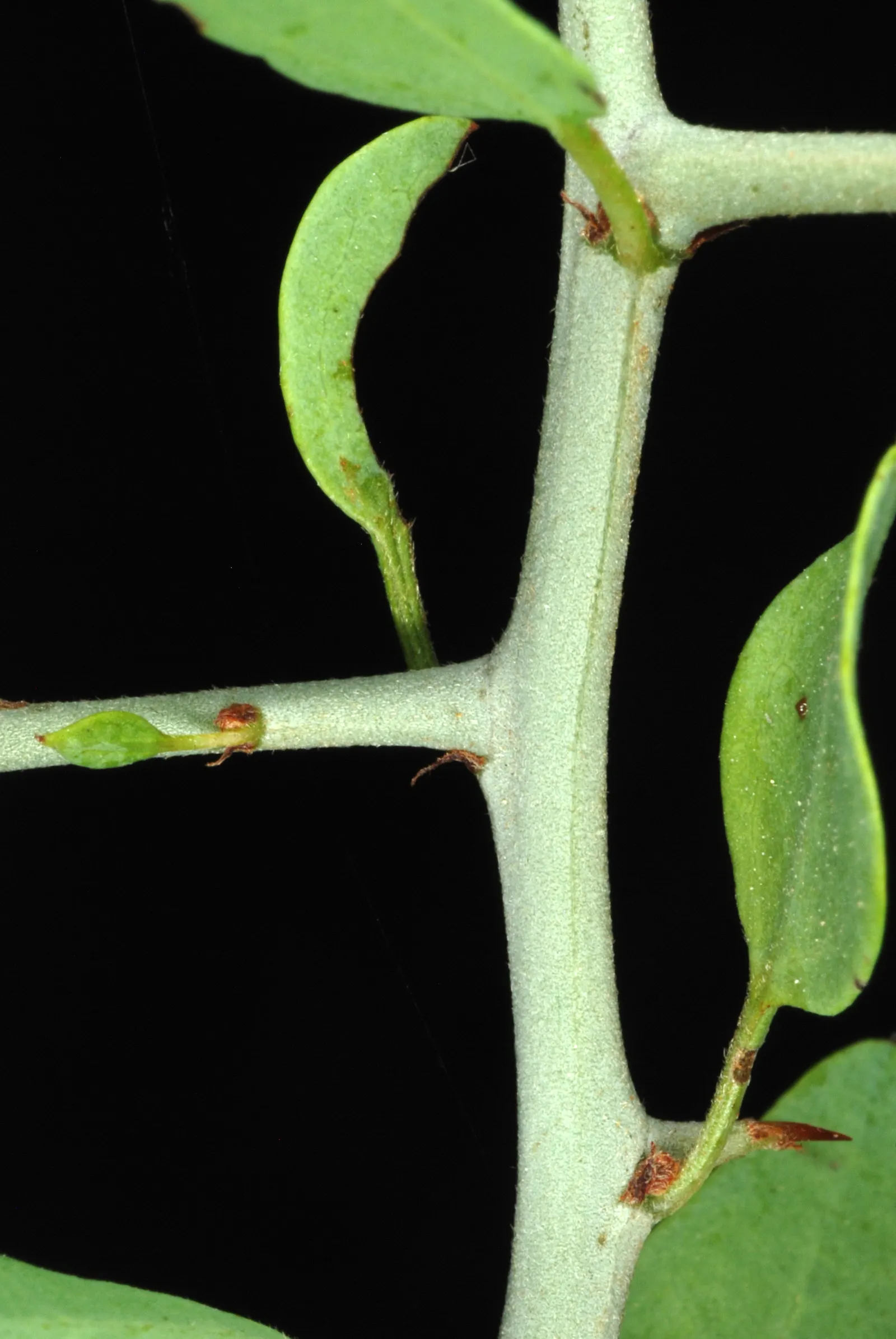 Graythorn (Ziziphus Obtusifolia) — scientifically known as Ziziphus obtusifolia