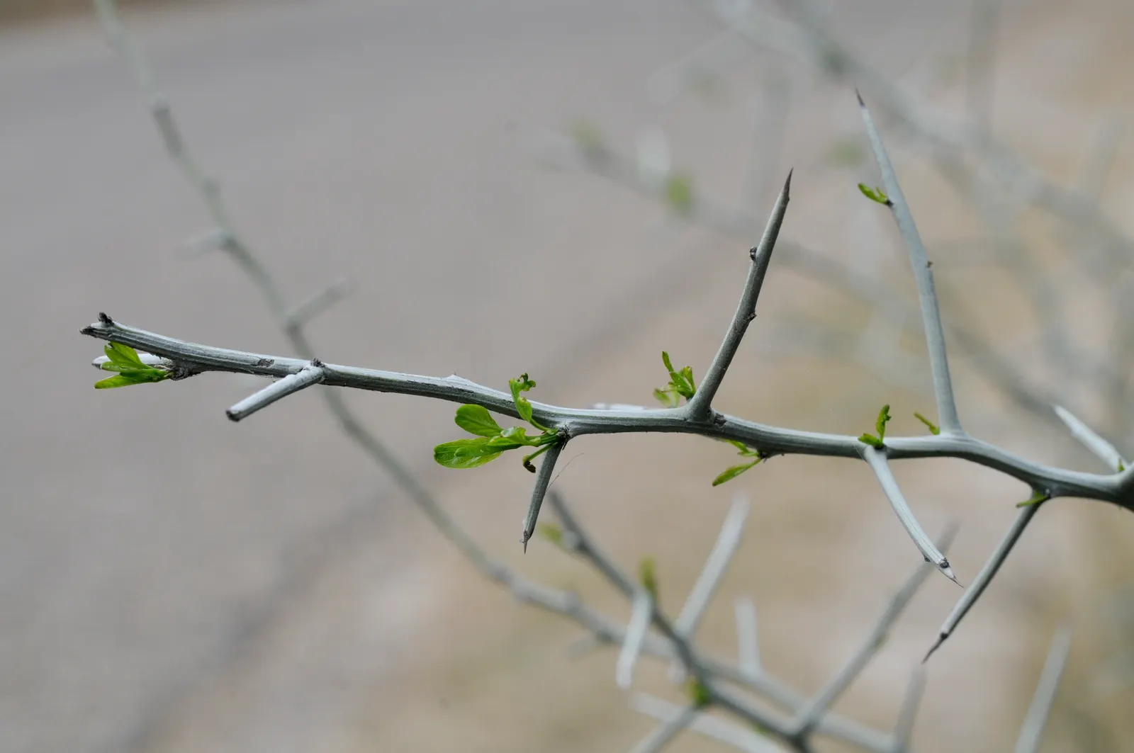 Graythorn (Ziziphus Obtusifolia) — When working with this species, gloves and long sleeves are advised due to its thorny nature
