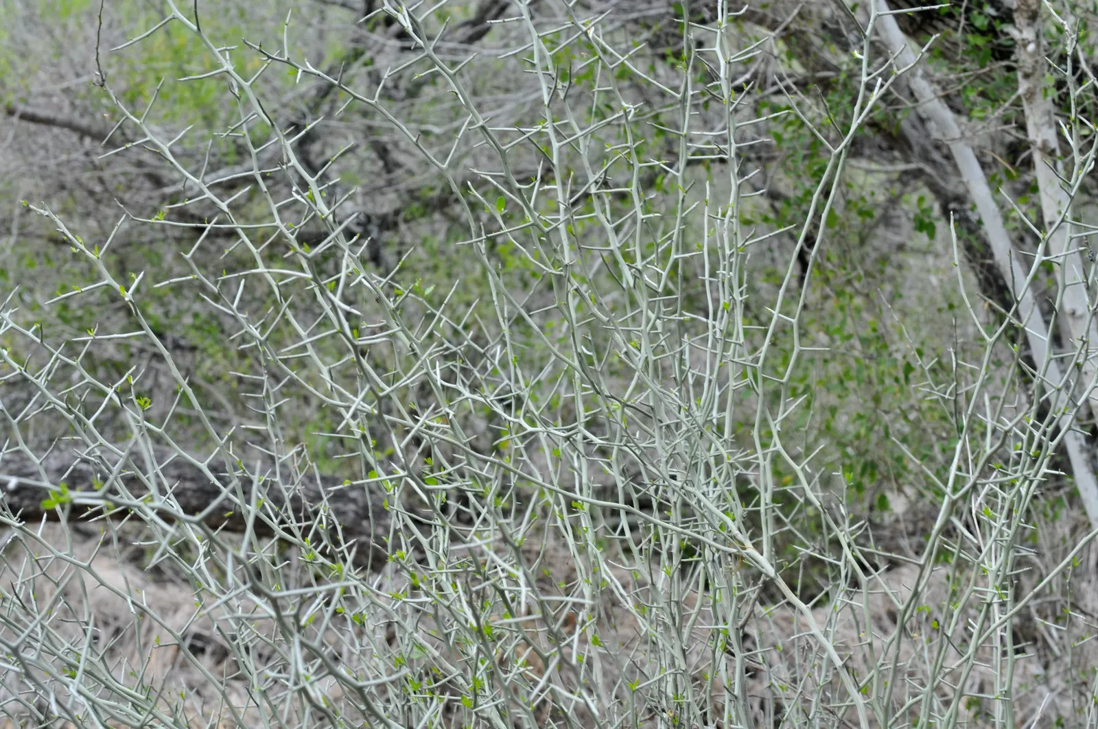 Graythorn (Ziziphus Obtusifolia) — Planting should be in full sun to ensure vigorous growth