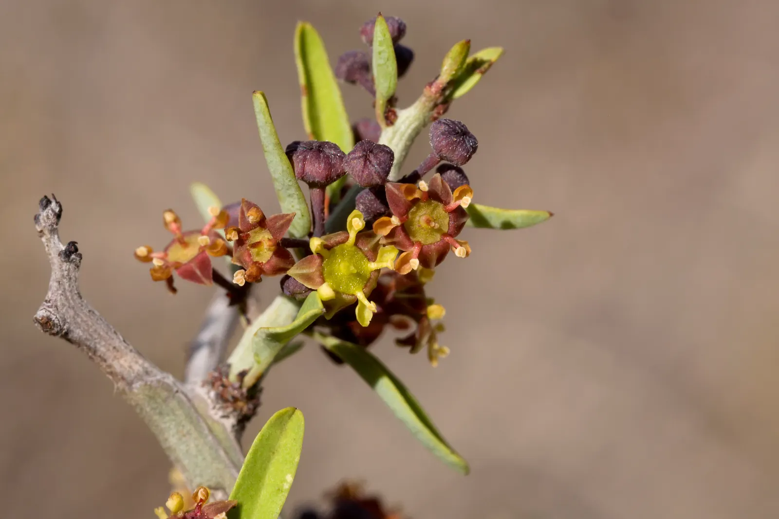 Graythorn (Ziziphus Obtusifolia) — the Graythorn's fruit serves as a food source for various bird species