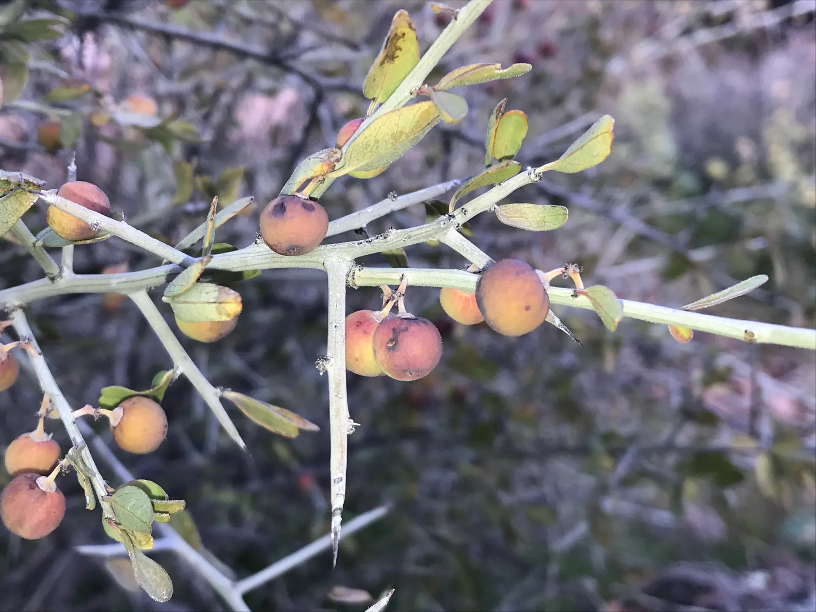 Graythorn (Ziziphus Obtusifolia) — it is the plant's complex