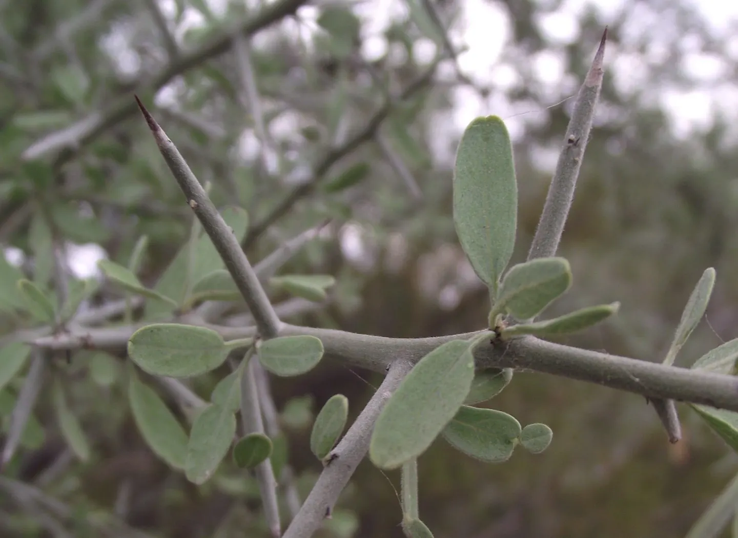 Graythorn (Ziziphus Obtusifolia) — and its thicket-like growth offers excellent cover