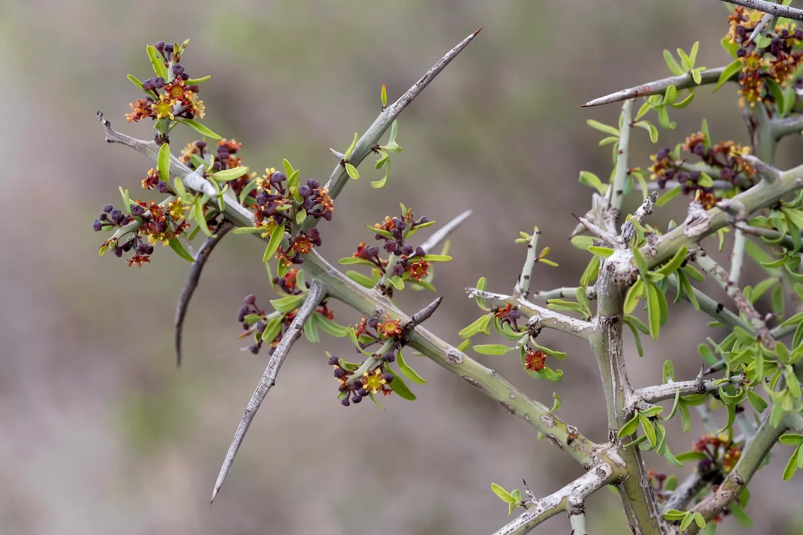 Graythorn (Ziziphus Obtusifolia) — During the spring, inconspicuous yellow-green flowers appear, which are followed by small, edible fruit