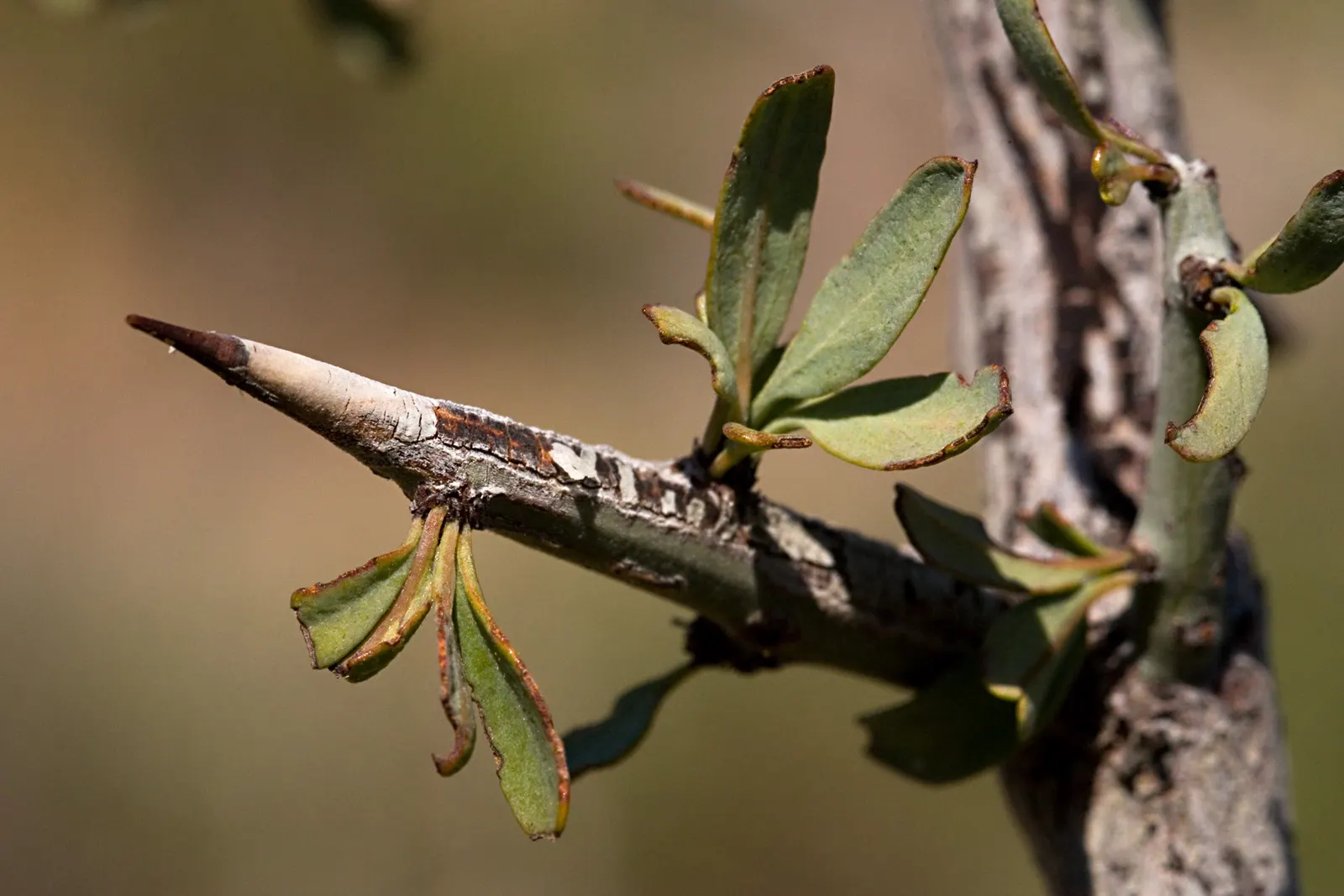 Graythorn (Ziziphus Obtusifolia) — In spring, it presents inconspicuous yellow flowers, followed by edible red berries in summer