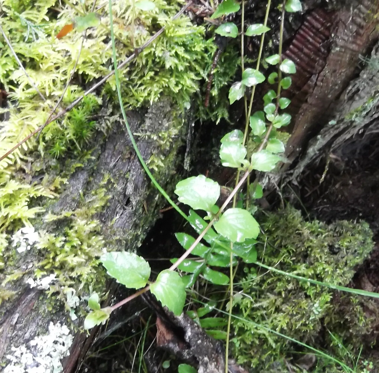 Yerba Buena (Satureja Douglasii) — is a perennial groundcover cherished for its aromatic foliage and delicate appearance in the landscape