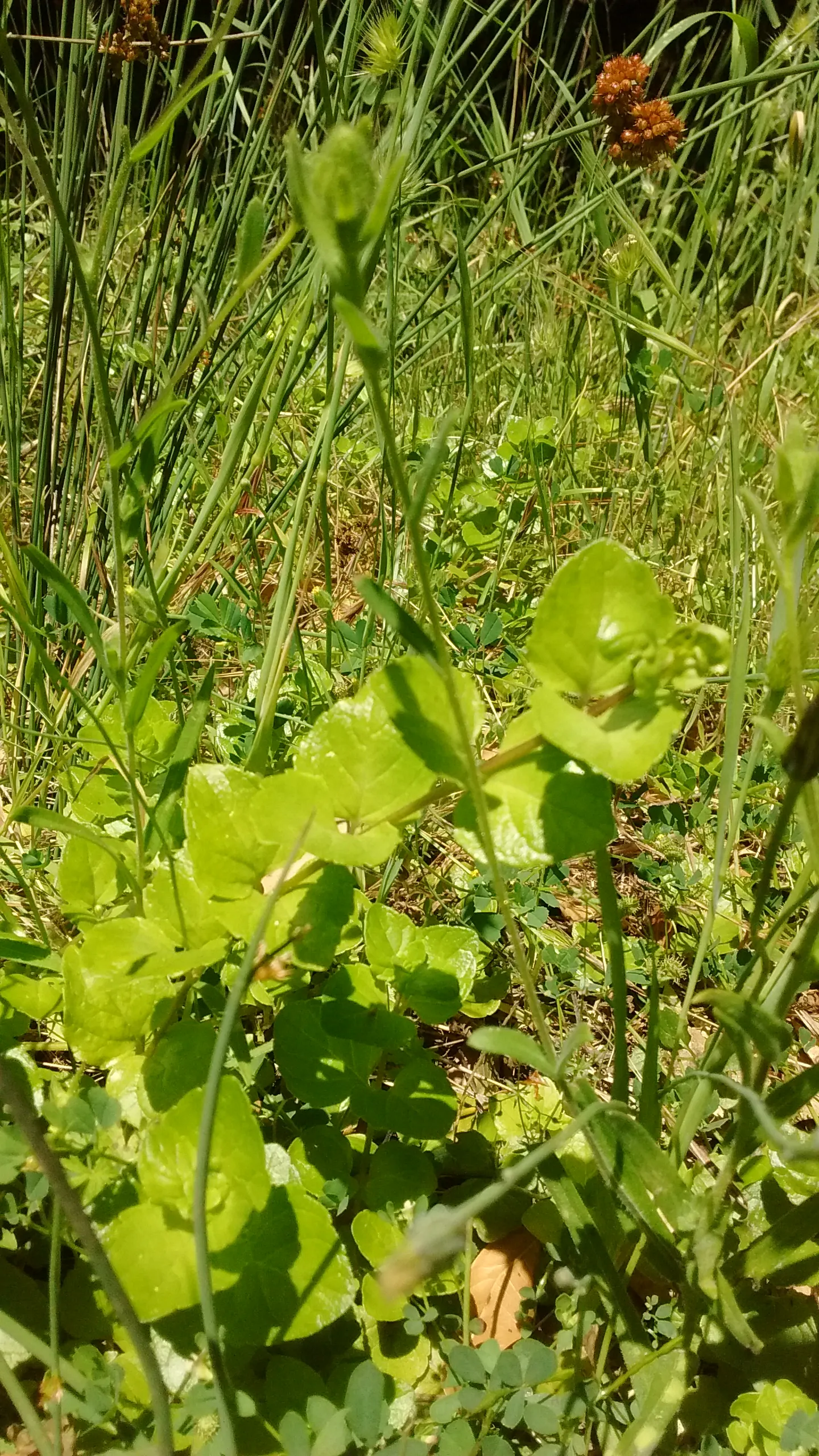 Yerba Buena (Satureja Douglasii) — making it a low-maintenance option for shaded understorey plantings or naturalized woodland gardens