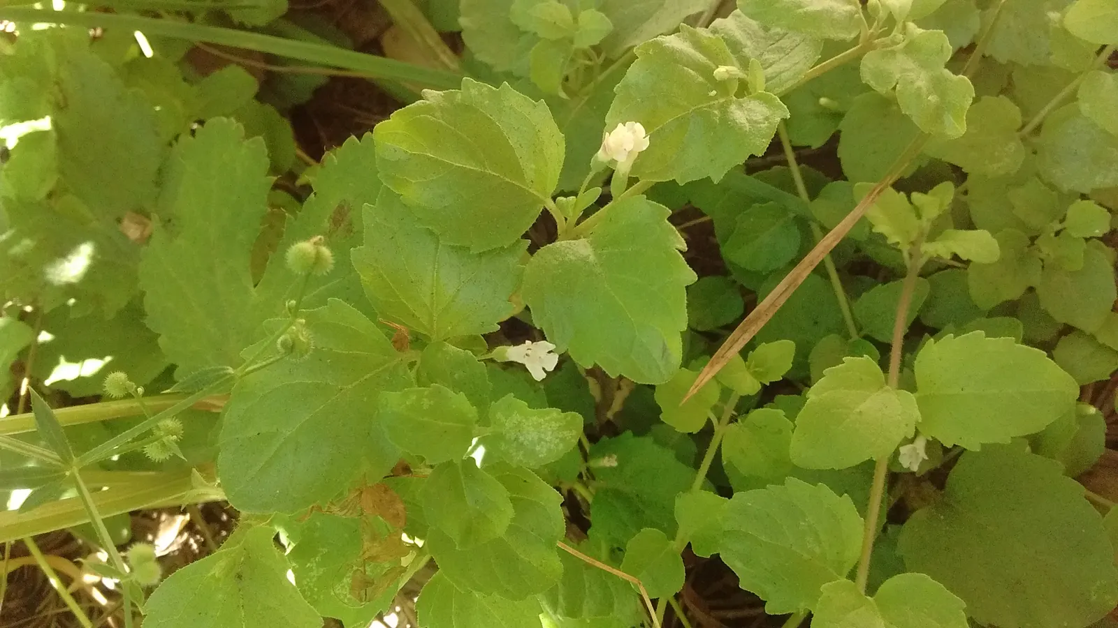 Yerba Buena (Satureja Douglasii) — exuding a fragrant minty aroma when crushed
