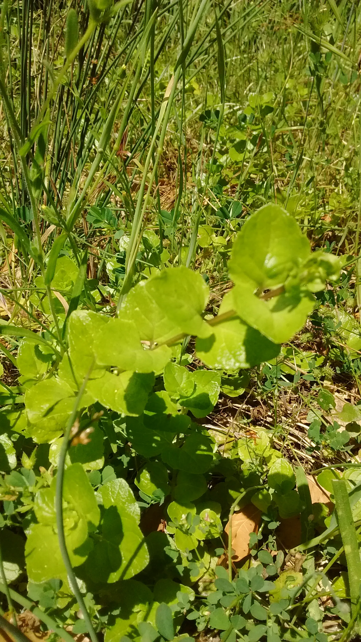 Yerba Buena (Satureja Douglasii) — Tiny white flowers bloom from late spring to early summer