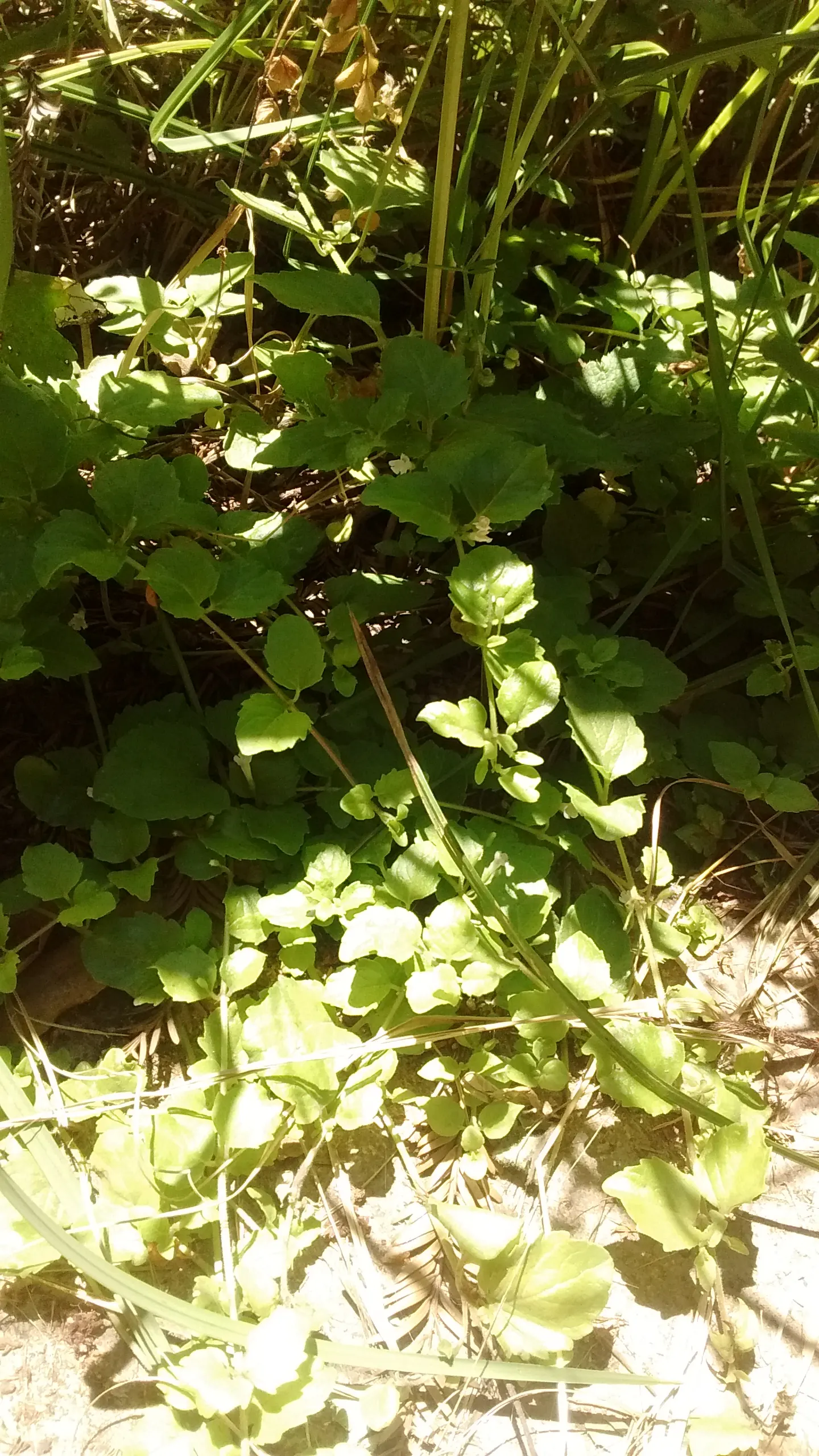 Yerba Buena (Satureja Douglasii) — Between late spring and early summer