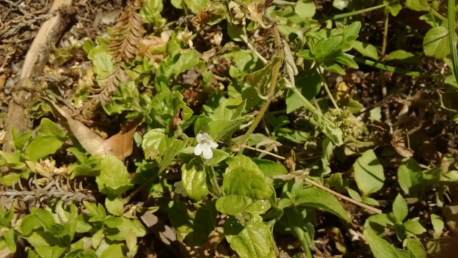 Yerba Buena (Satureja Douglasii) — Satureja douglasii prefers well-drained soils and moderate watering