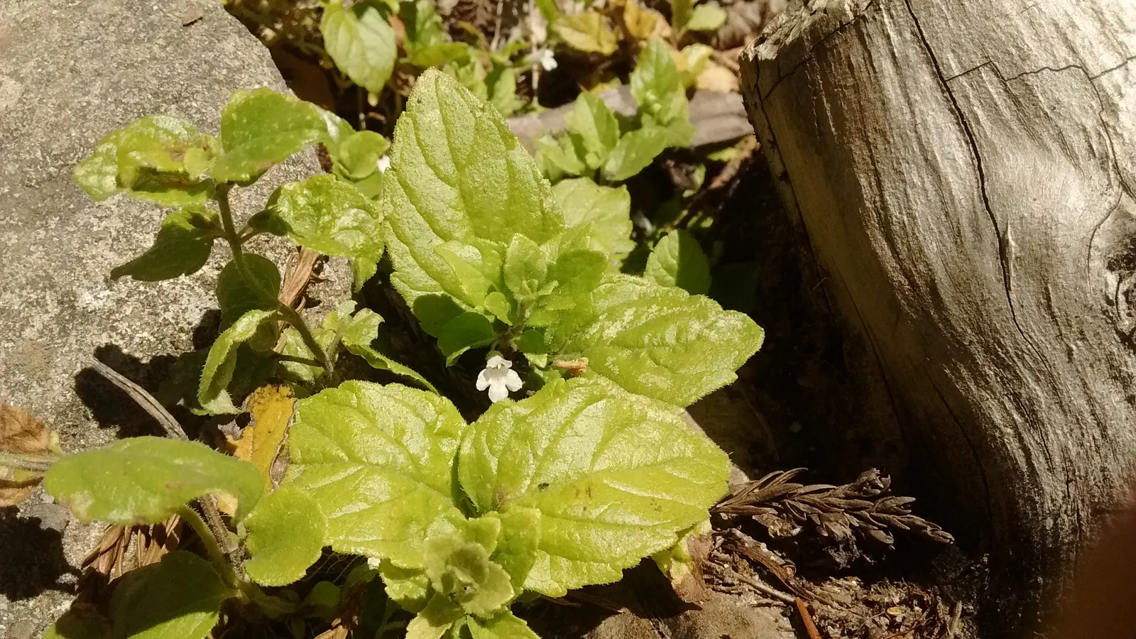 Yerba Buena (Satureja Douglasii) — Native to the Pacific Coast of North America, it flourishes in USDA hardiness zones 7 through 10