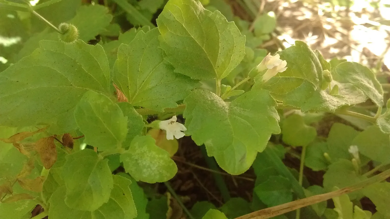 Yerba Buena (Satureja Douglasii) — such as bees and butterflies