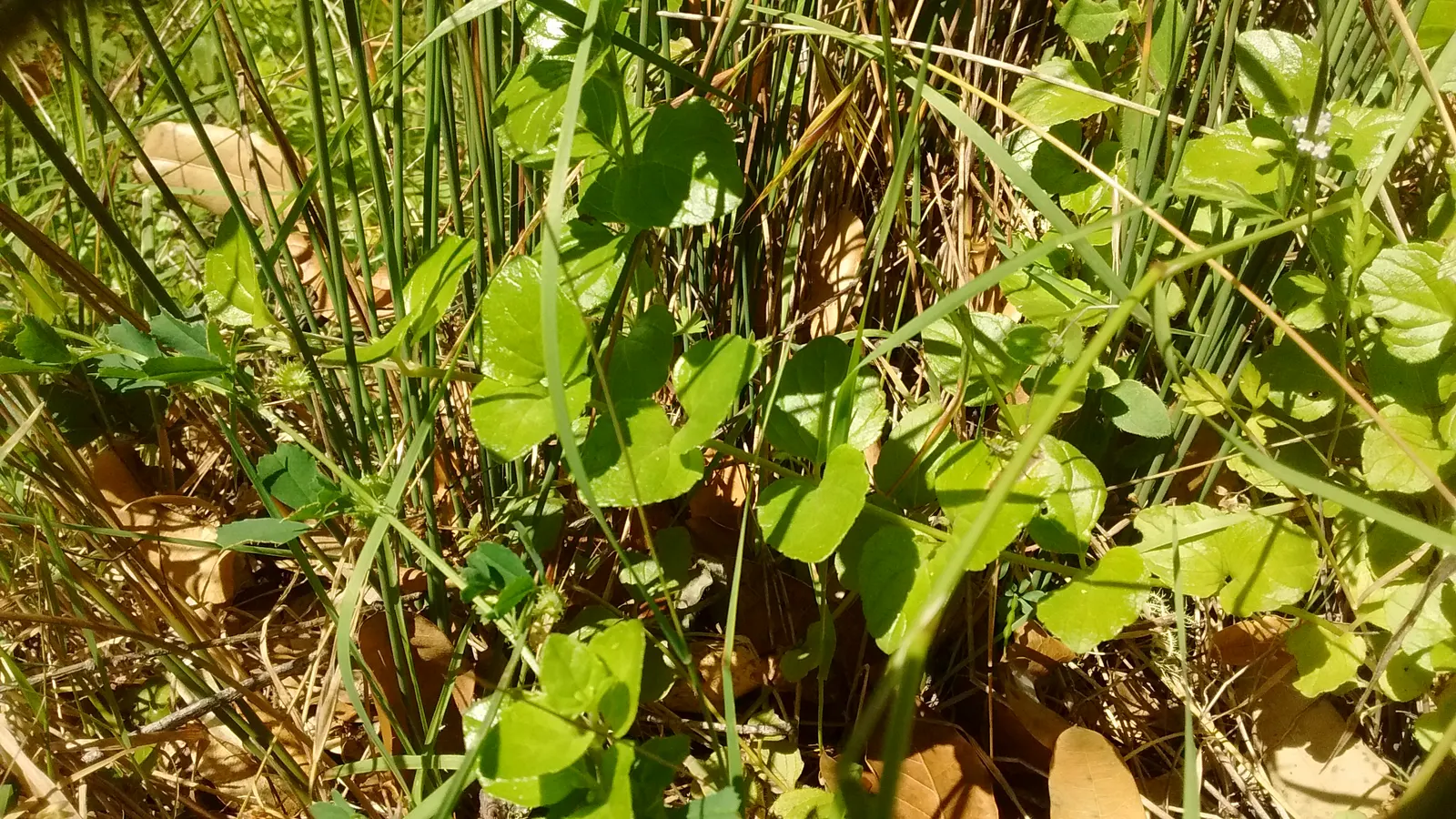 Yerba Buena (Satureja Douglasii) — Thriving in partial shade, it typically reaches 3-6 inches high with a spread up to 3 feet