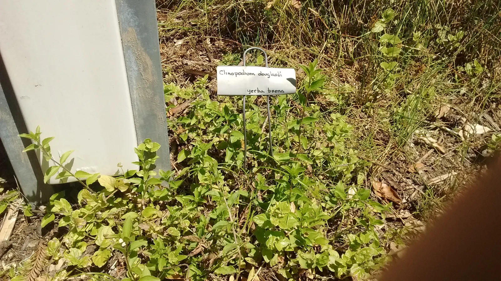 Yerba Buena (Satureja Douglasii) — tubular white to pale lavender flowers that attract beneficial pollinators