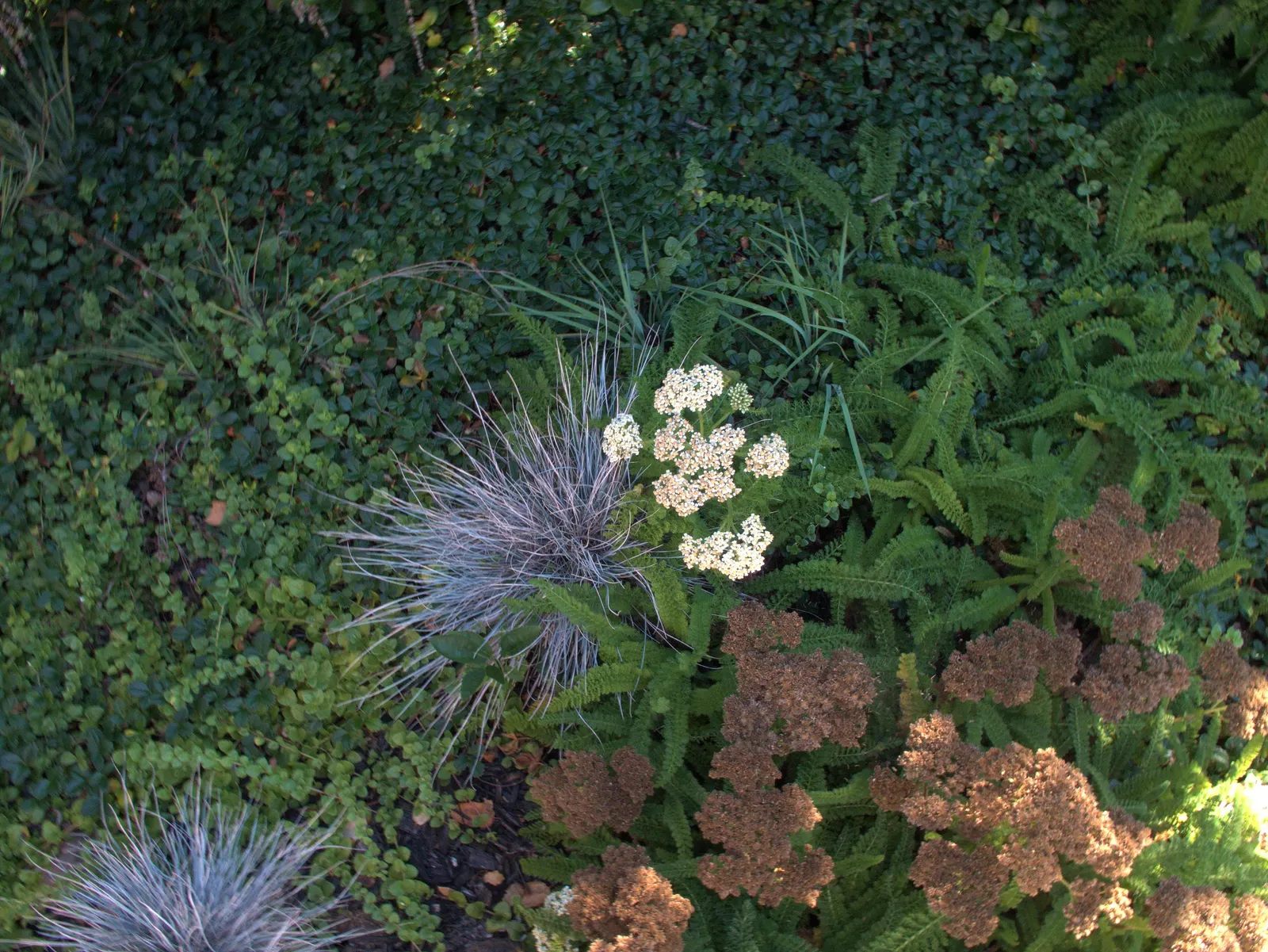 Yerba Buena (Satureja Douglasii) — Yerba Buena (Satureja douglasii) is an aromatic perennial groundcover native to the western U.S