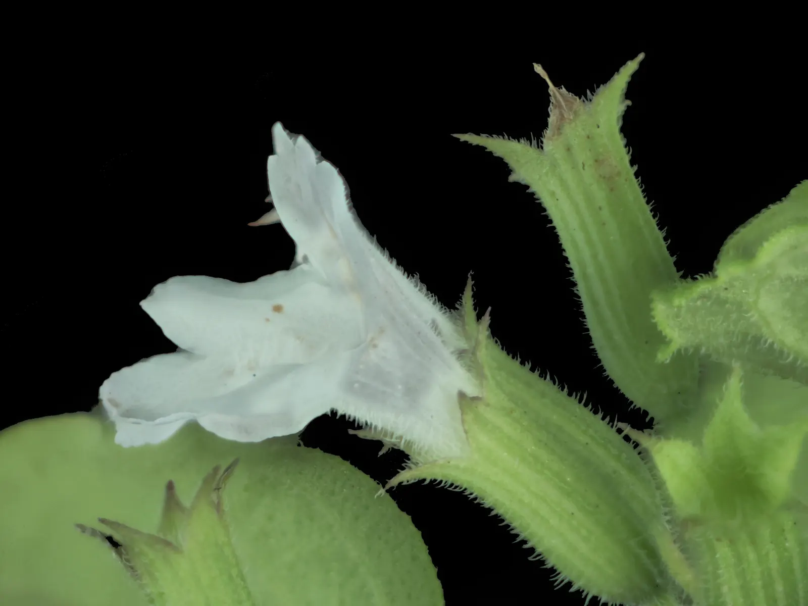Yerba Buena (Satureja Douglasii) — or Scientifically Satureja douglasii
