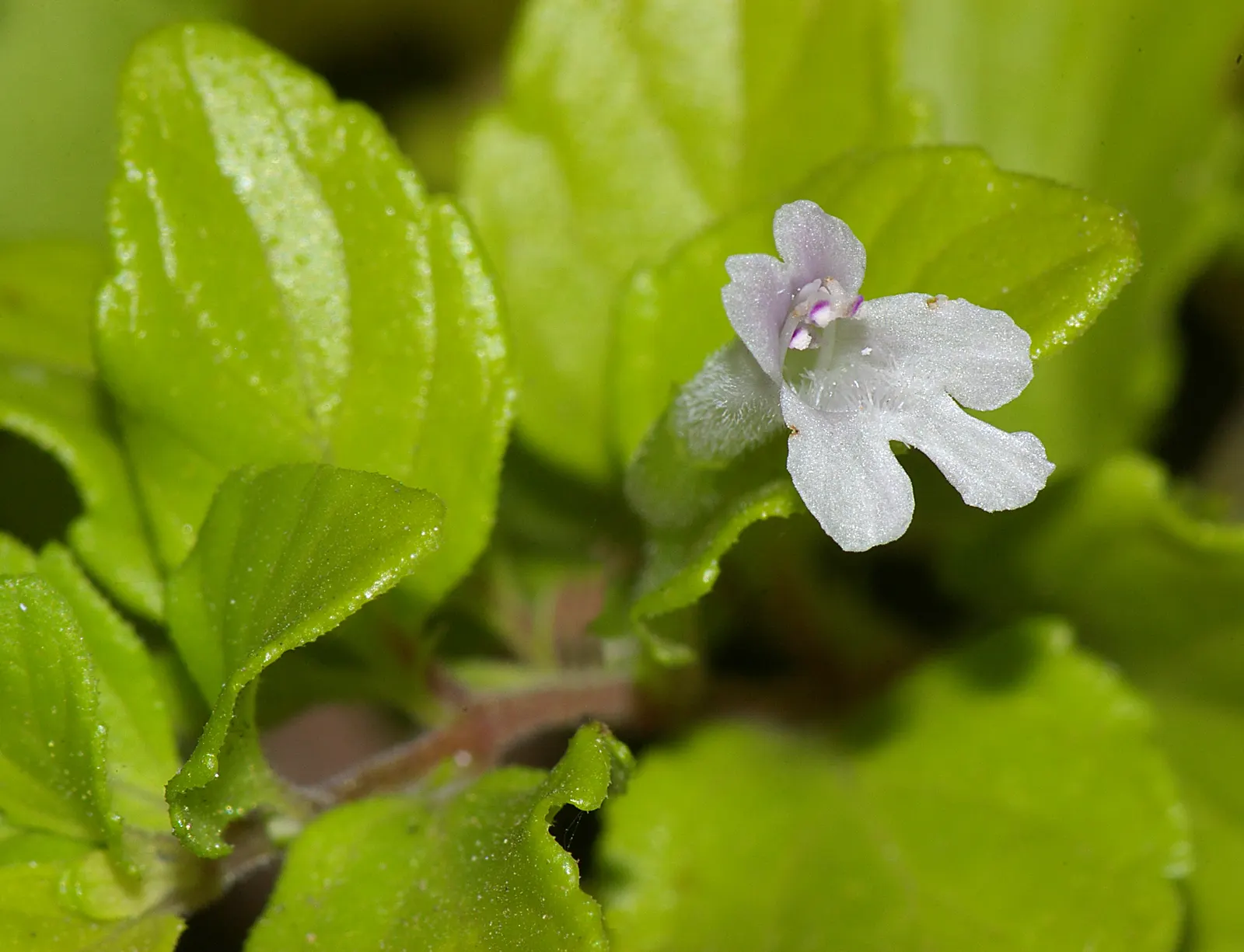 Yerba Buena (Satureja Douglasii) — Yerba Buena's creeping habit and minty fragrance make it ideal for sensory gardens and as a culinary herb