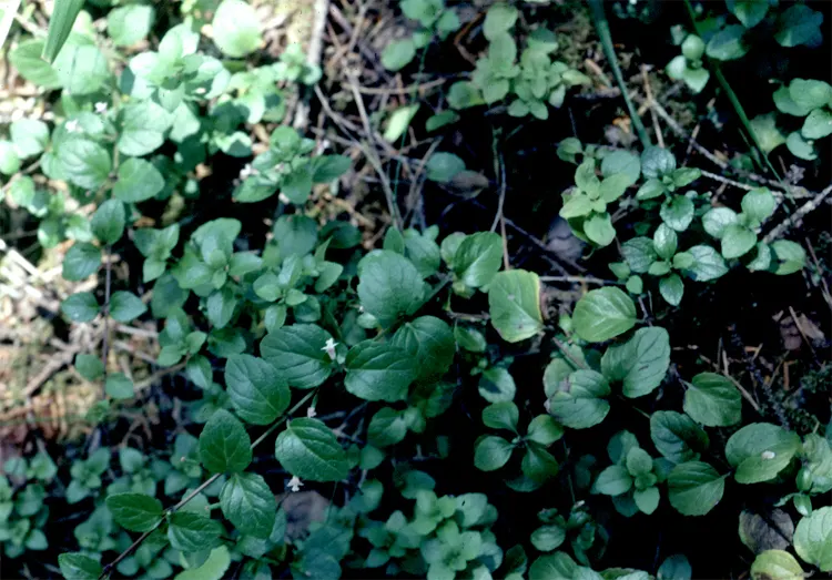 Yerba Buena (Satureja Douglasii) — It prefers moist, well-drained soil and is excellent for naturalizing shaded areas