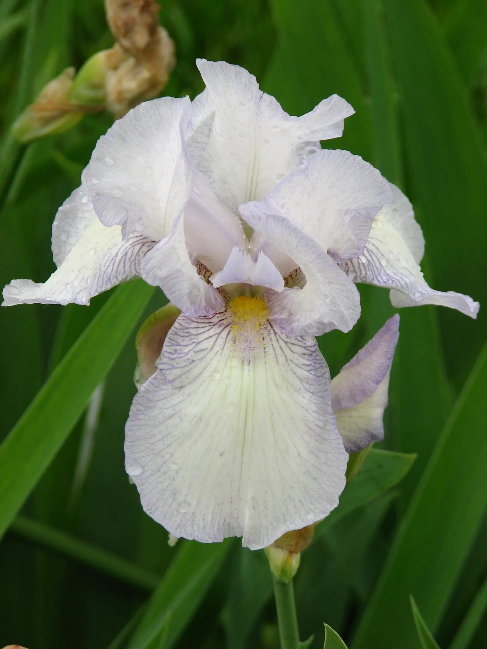 Immortality Bearded Iris (Iris Bearded 'Immortality') — Reaching about 28-38 inches in height with a spread of 12-24 inches, it thrives in USDA zones 3-9
