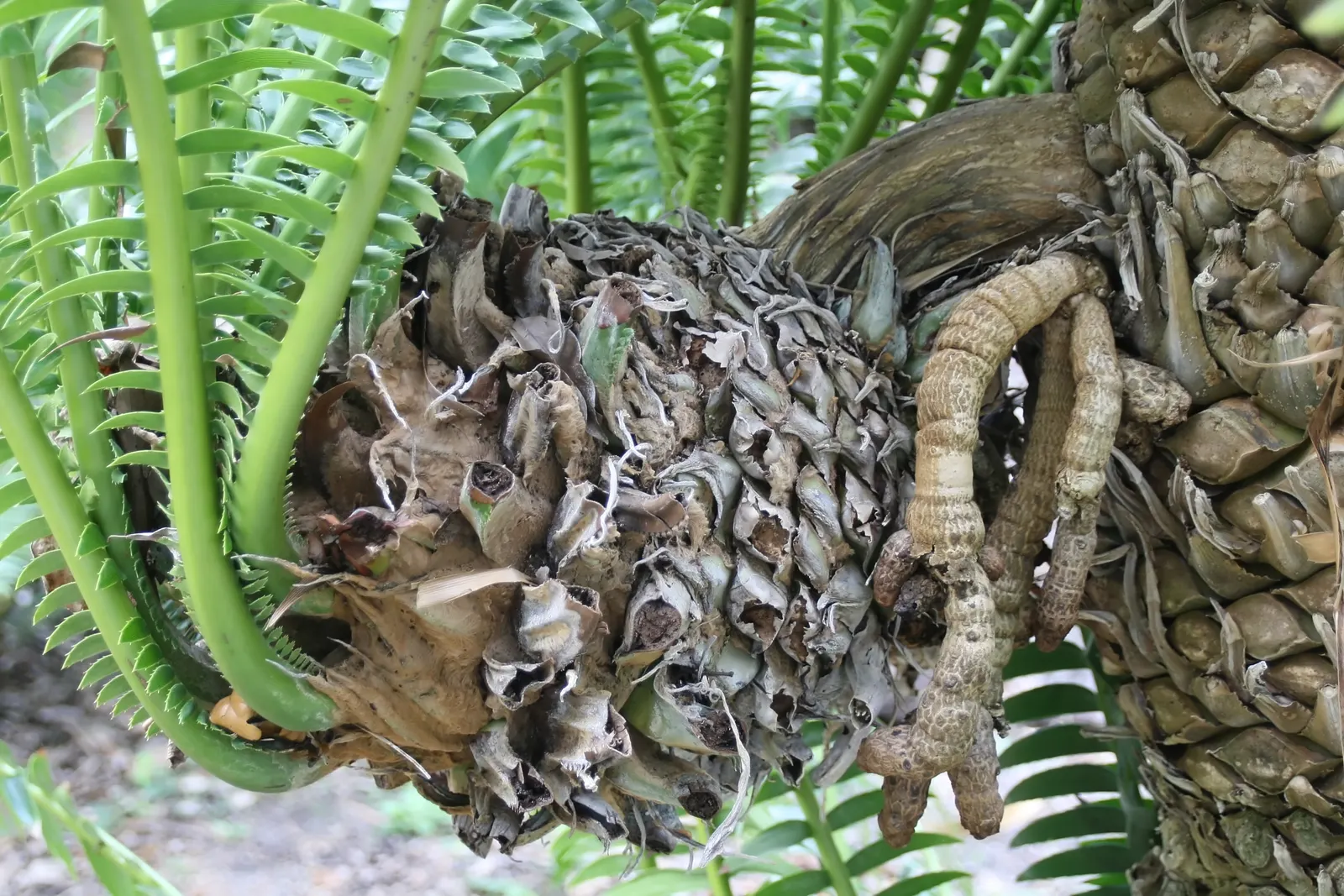 Giant Dioon (Dioon Spinulosum) — this cycad prefers full to partial sun exposure and requires well-drained soil for optimal health; though patience, image 59