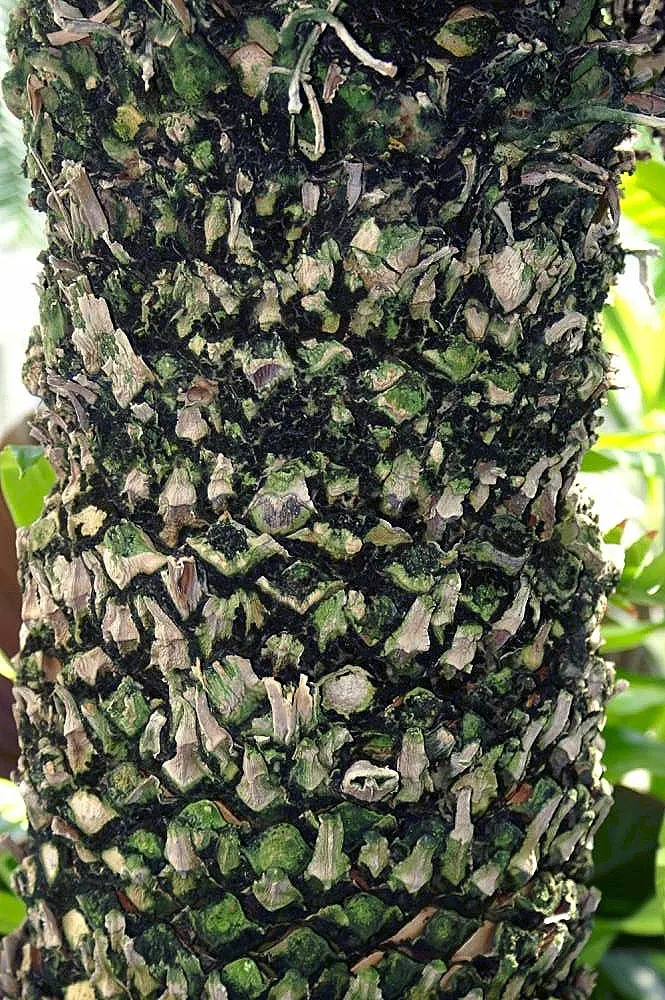 Giant Dioon (Dioon Spinulosum) — is an ancient plant type that provides a distinctive prehistoric character to any landscape; this ornamental perennial is