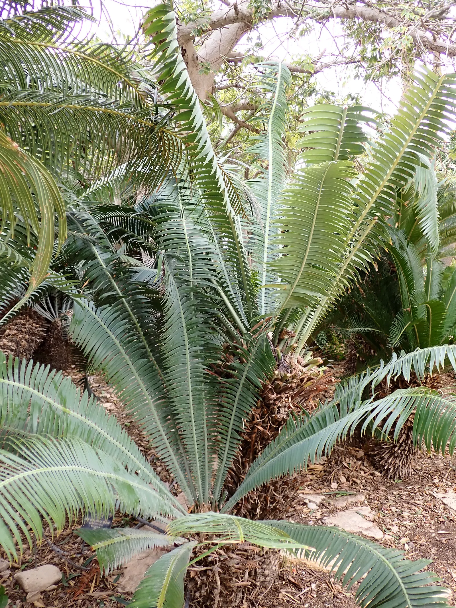 Giant Dioon (Dioon Spinulosum) — From this trunk extends an array of stiff; is an ancient plant type that provides a distinctive prehistoric, image 77