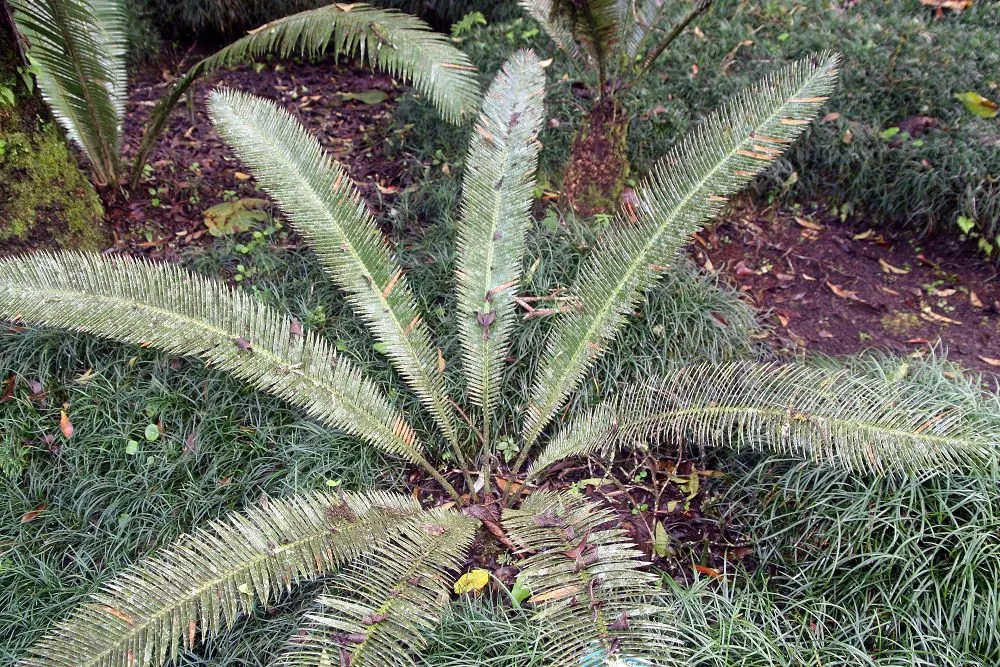 Giant Dioon (Dioon Spinulosum) — an impressive species of cycad native to Eastern Mexico