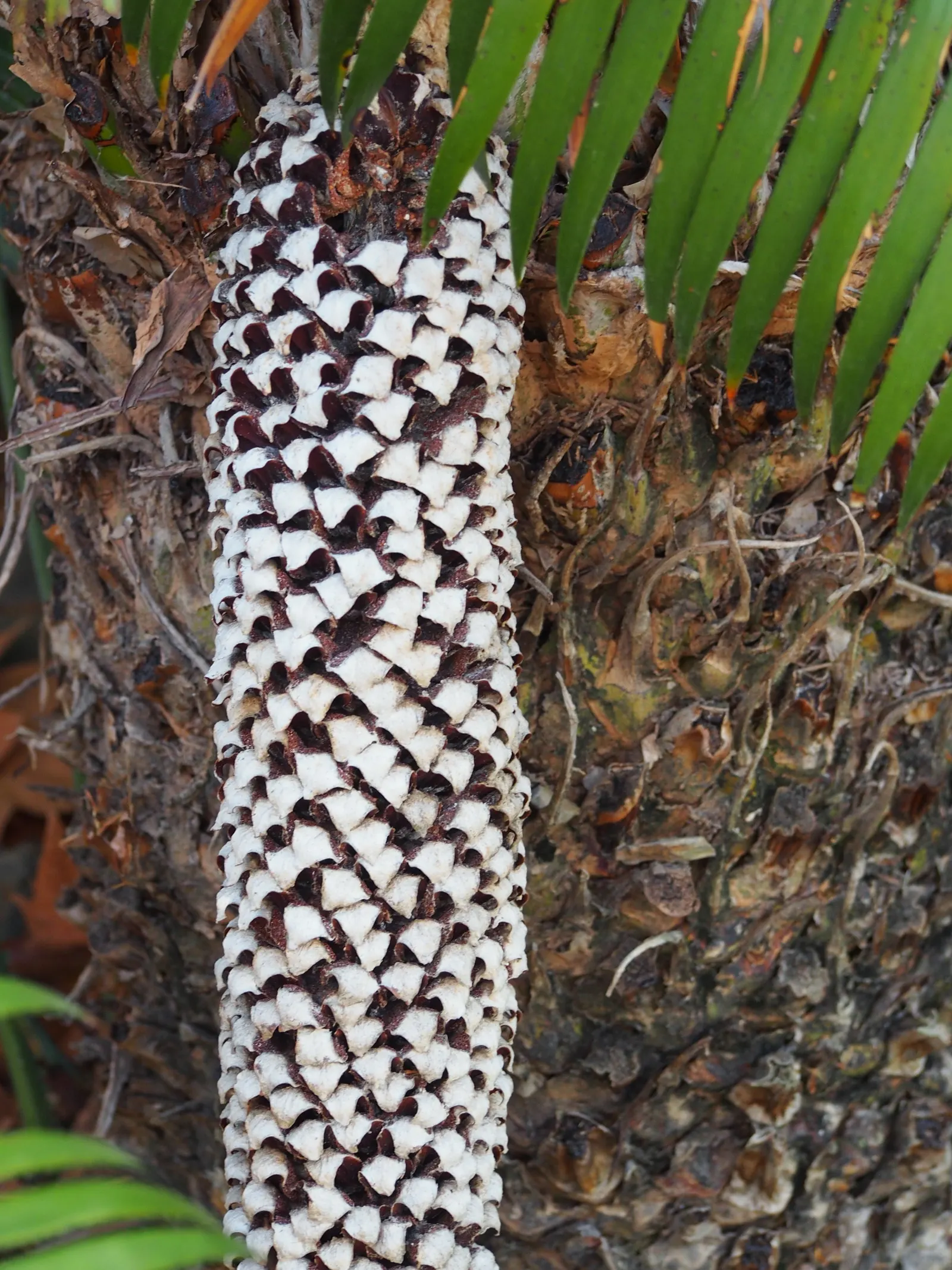 Giant Dioon (Dioon Spinulosum) — It has excellent drought tolerance once established; this cycad not only endures through time but also provides a, image 60