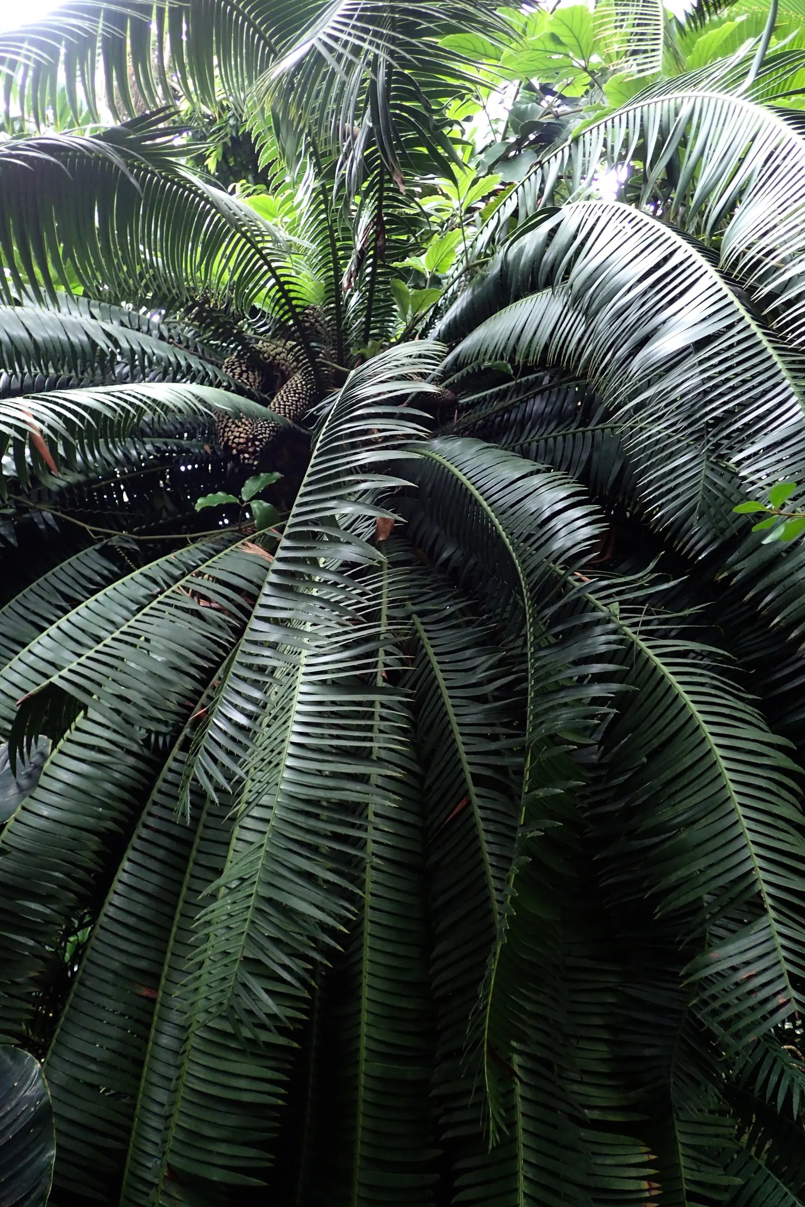 Giant Dioon (Dioon Spinulosum) — Mature size reaches up to 15 feet tall, with feathery fronds extending 6 feet; from this trunk extends an array of, image 46