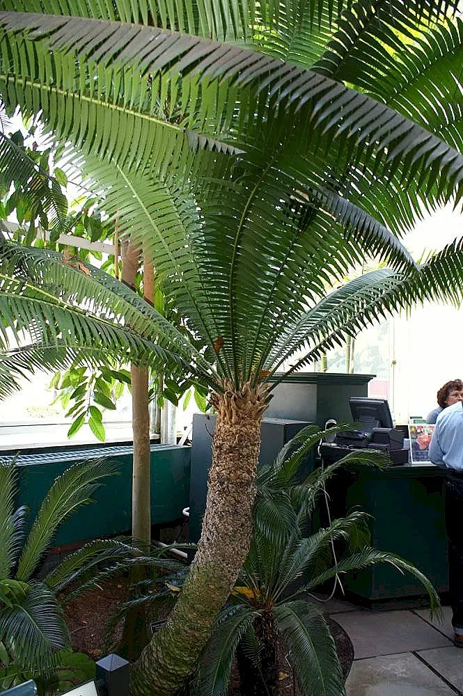 Giant Dioon (Dioon Spinulosum) — From this trunk extends an array of stiff