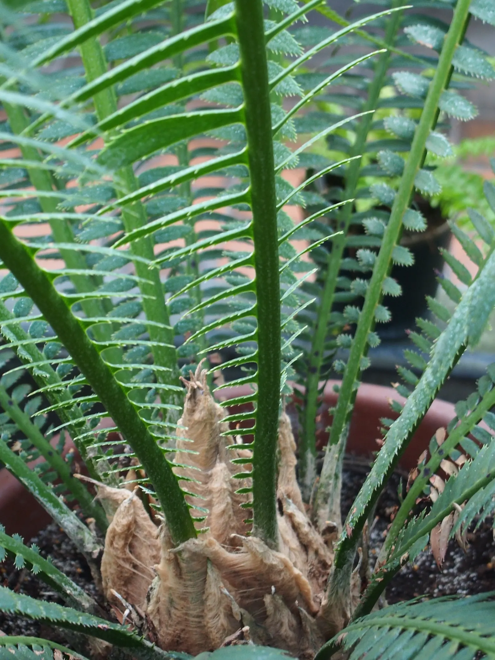 Giant Dioon (Dioon Spinulosum) — The Giant Dioon (Dioon spinulosum), a slow-growing cycad, is a focal point for xeriscapes; once established, it's, image 45
